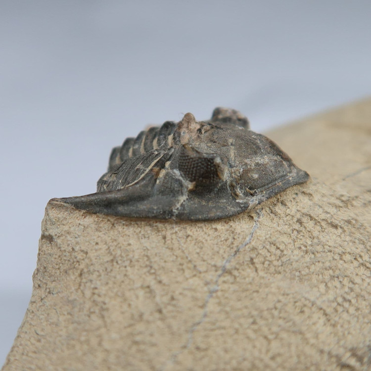 hollardops trilobite fossil from morocco 4