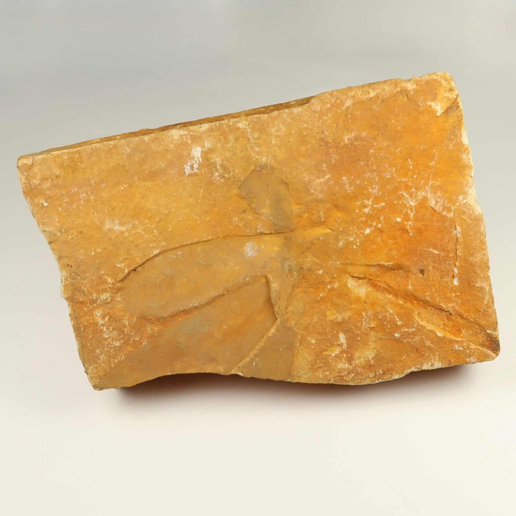 glossopteris leaves fossils from the permian of australia