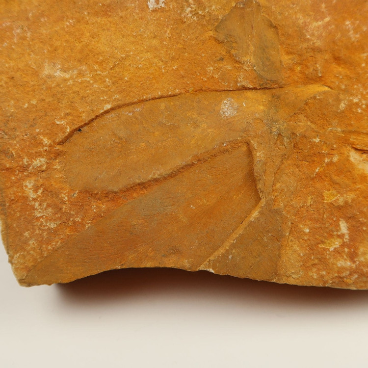 Glossopteris seed fern fossils Fern fossils from Australia