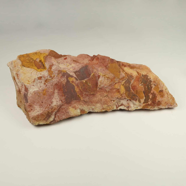 glossopteris leaves fossils from the permian of australia 5
