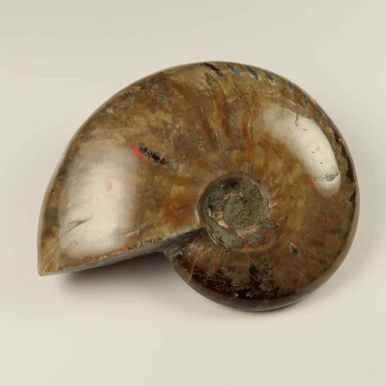 polished ammonites from madagascar