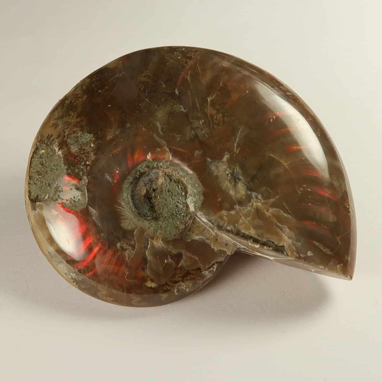polished ammonites from madagascar 4