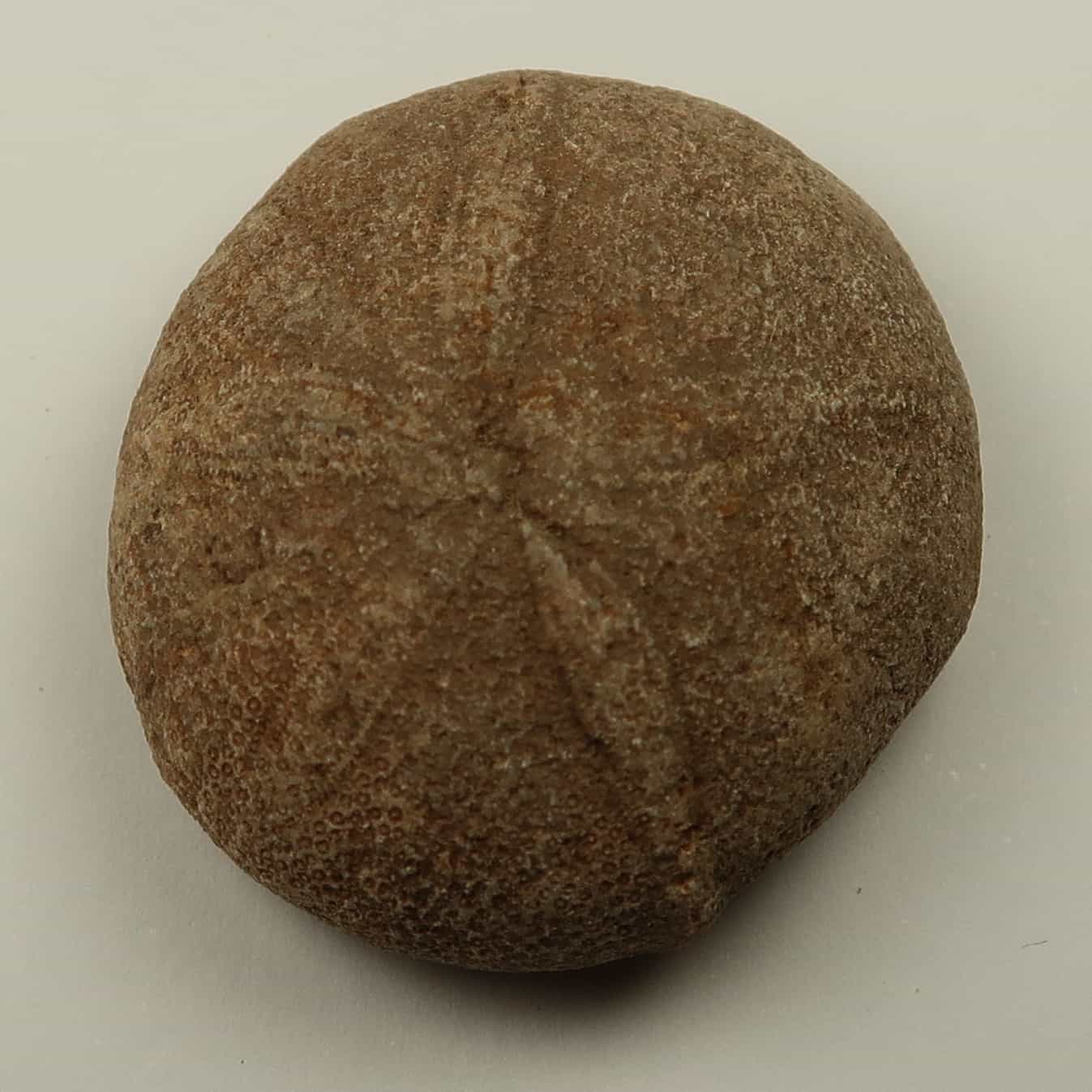 Echinolampas echinoid fossils | Buy echinoid fossils | UK Shop