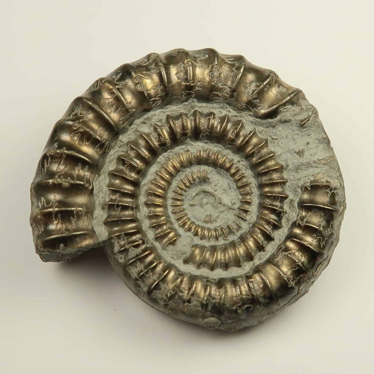 echioceras ammonites from charmouth uk (2)