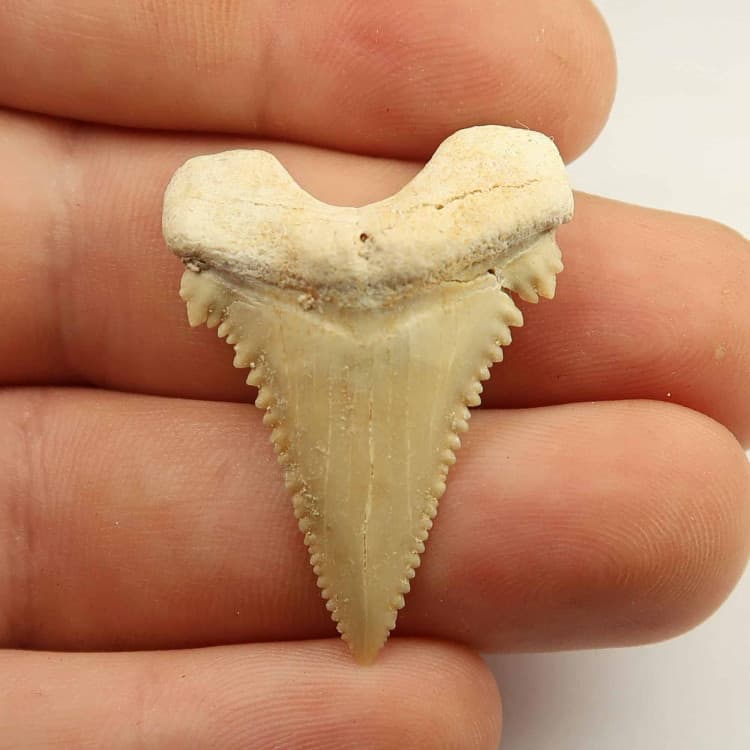 fossilised palaeocarcharodon orientalis tooth from morocco 5