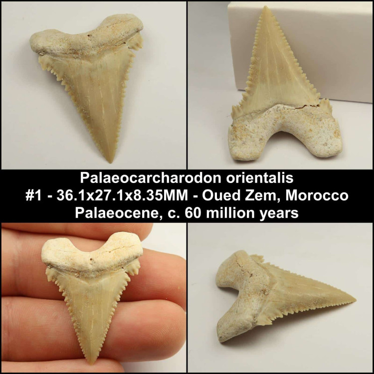 palaeocarcharodon orientalis sharks tooth fossils collage 1