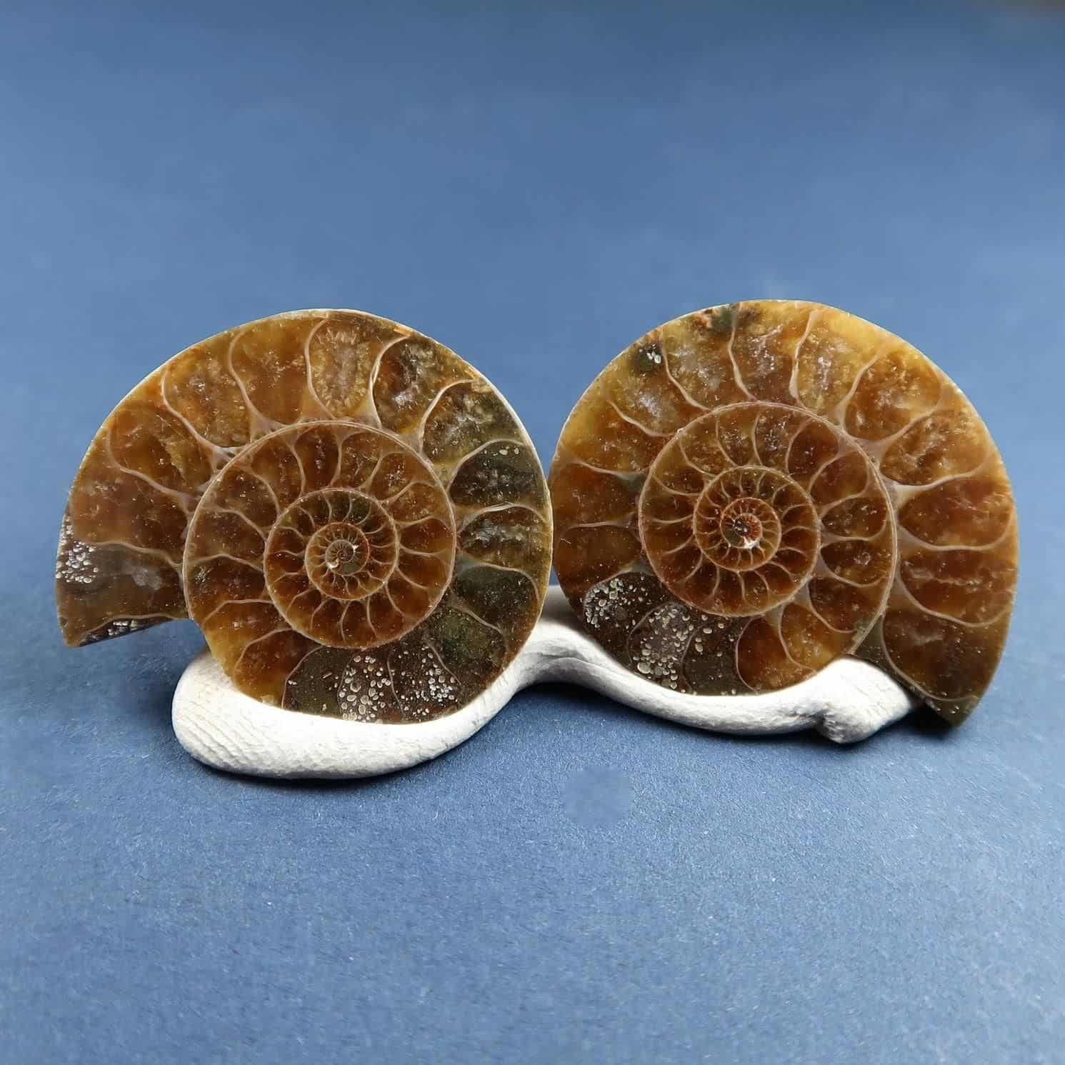Fossilised Ammonite Specimens - Buy Ammonite Fossils Online