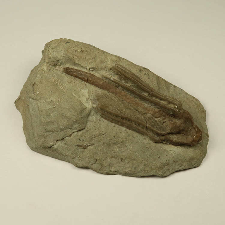 macrocrinus crinoid fossils