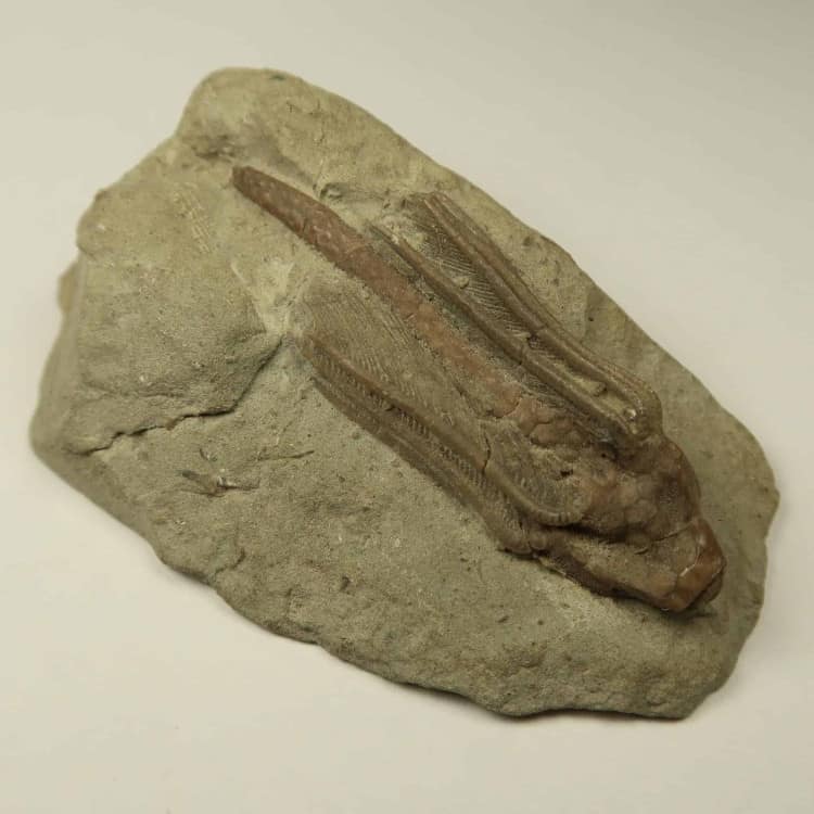 macrocrinus crinoid fossils