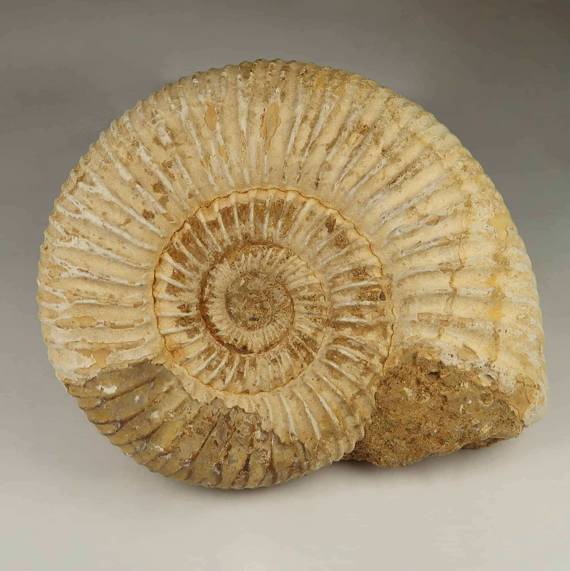 Perisphinctes ammonites fossils | Buy fossilised Ammonites online