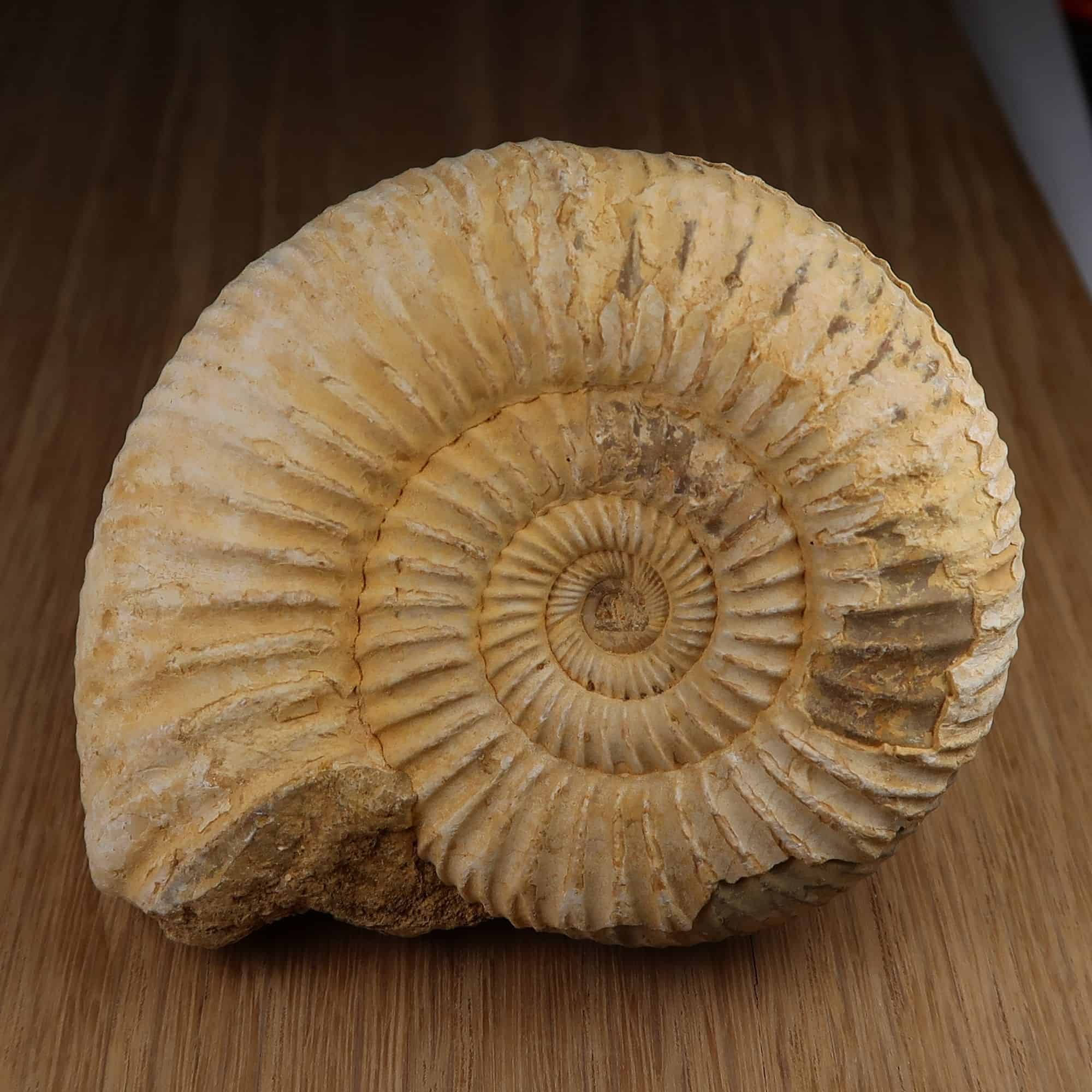 Perisphinctes ammonites fossils | Buy fossilised Ammonites online