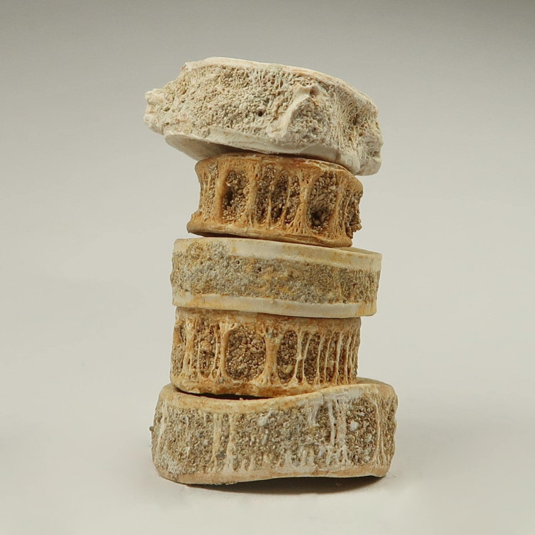 Fossilised fish vertebrae | Buy fossil fish vertebrae online | UK