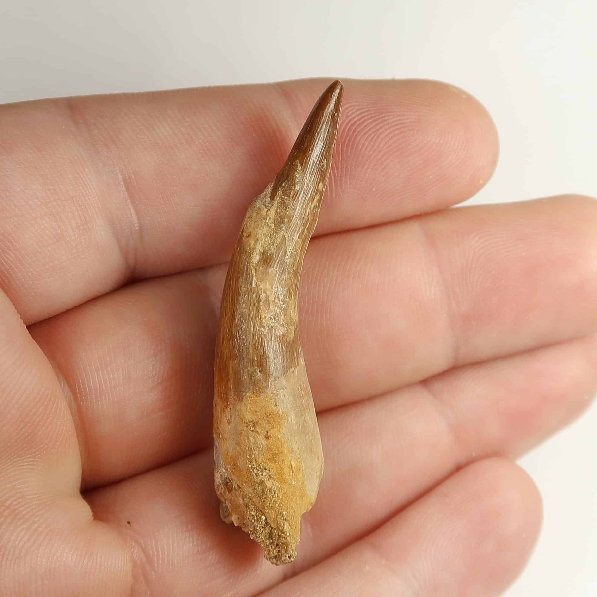 Plesiosaur tooth fossils | Buy marine reptile fossils | UK Shop