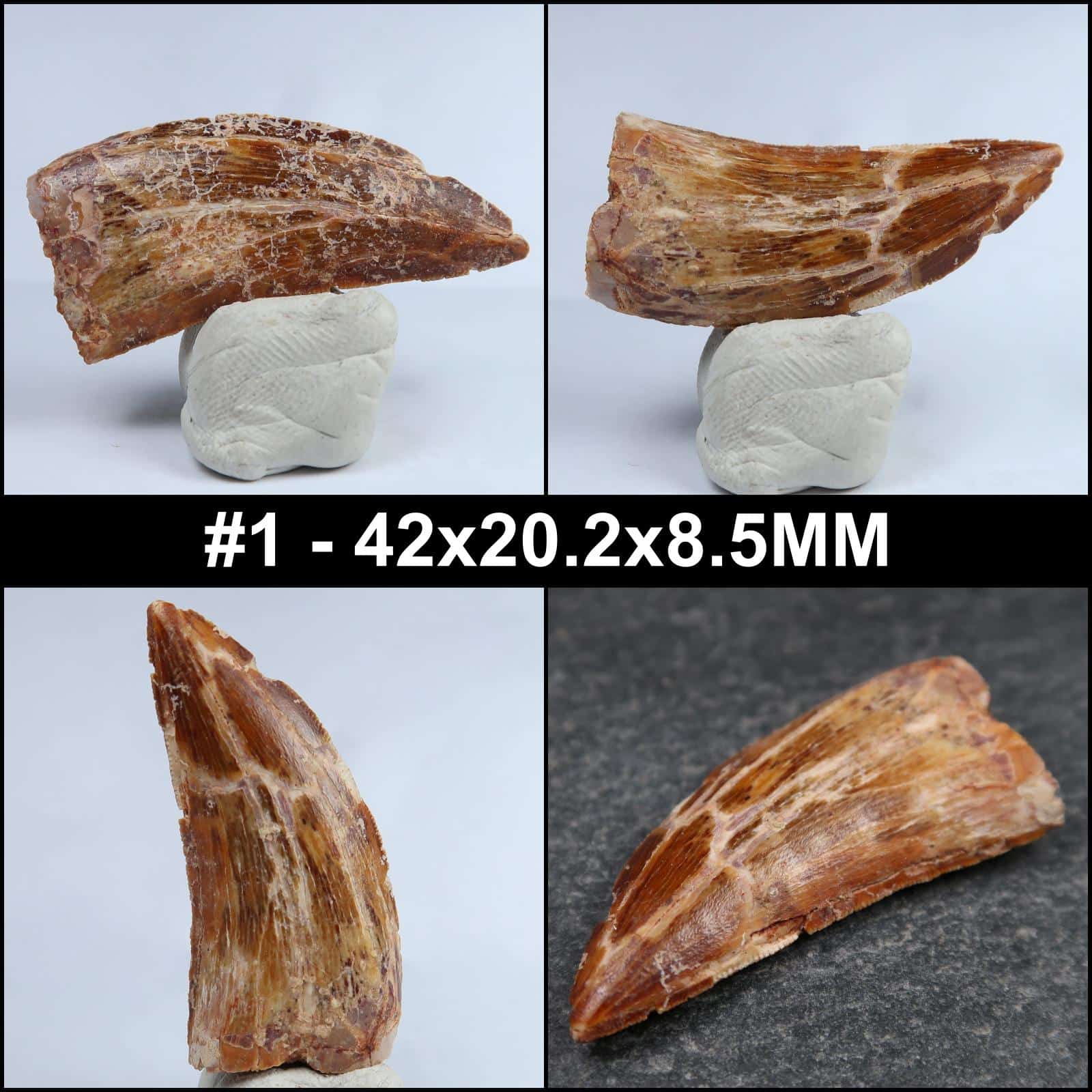 carcharodontosaurus tooth