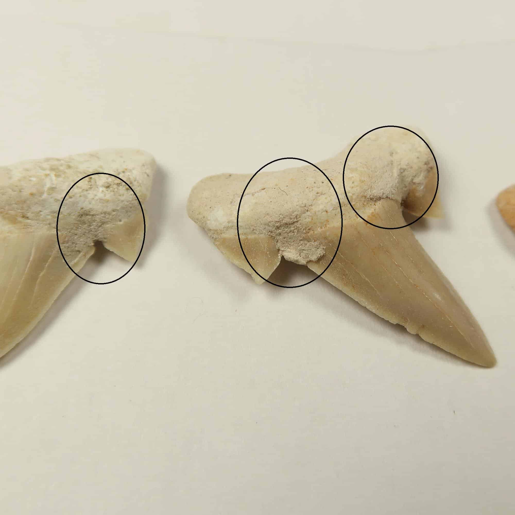 Fossil repairs: Repaired and restored sharks teeth