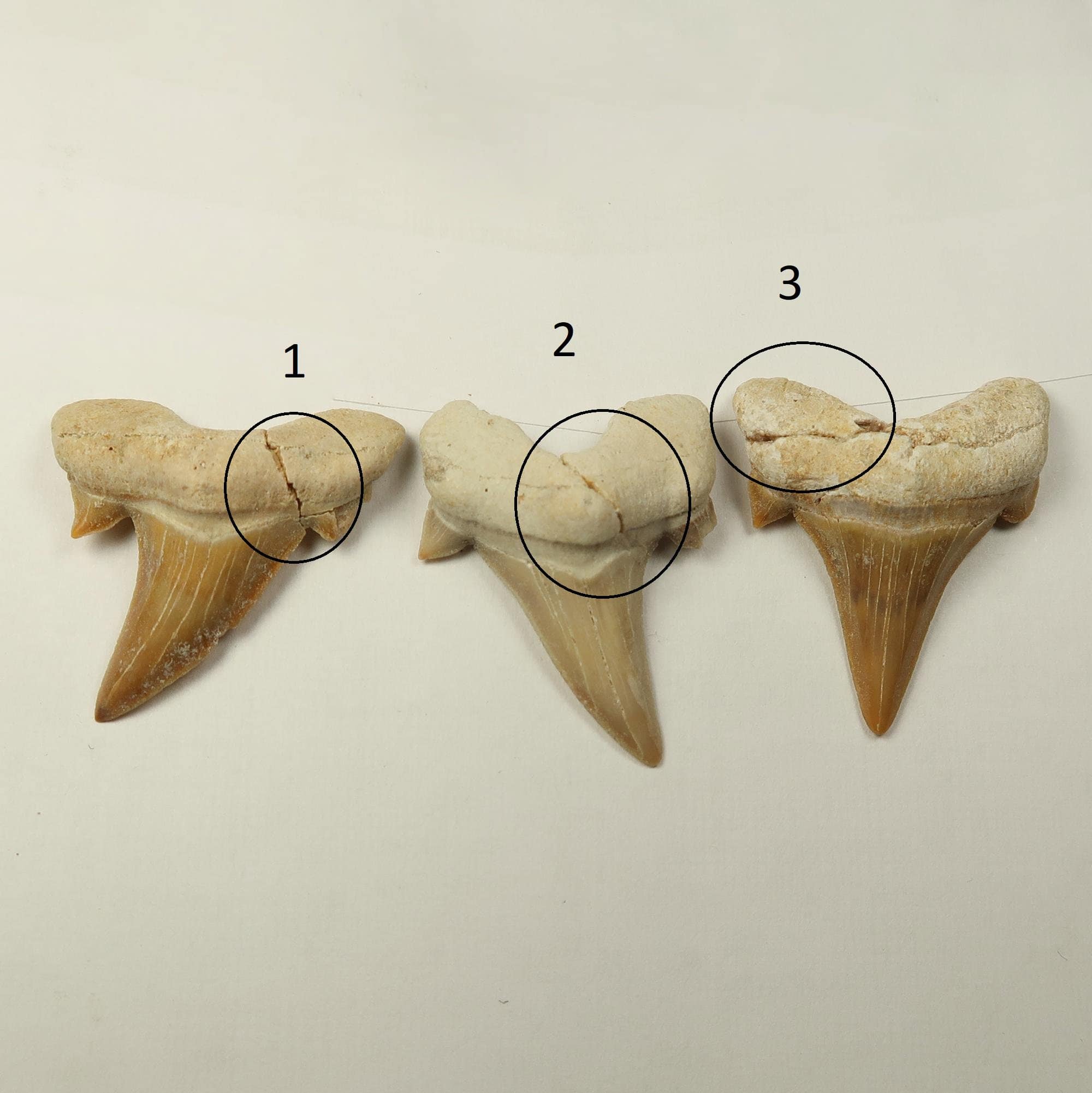 Fossil repairs: Repaired and restored sharks teeth