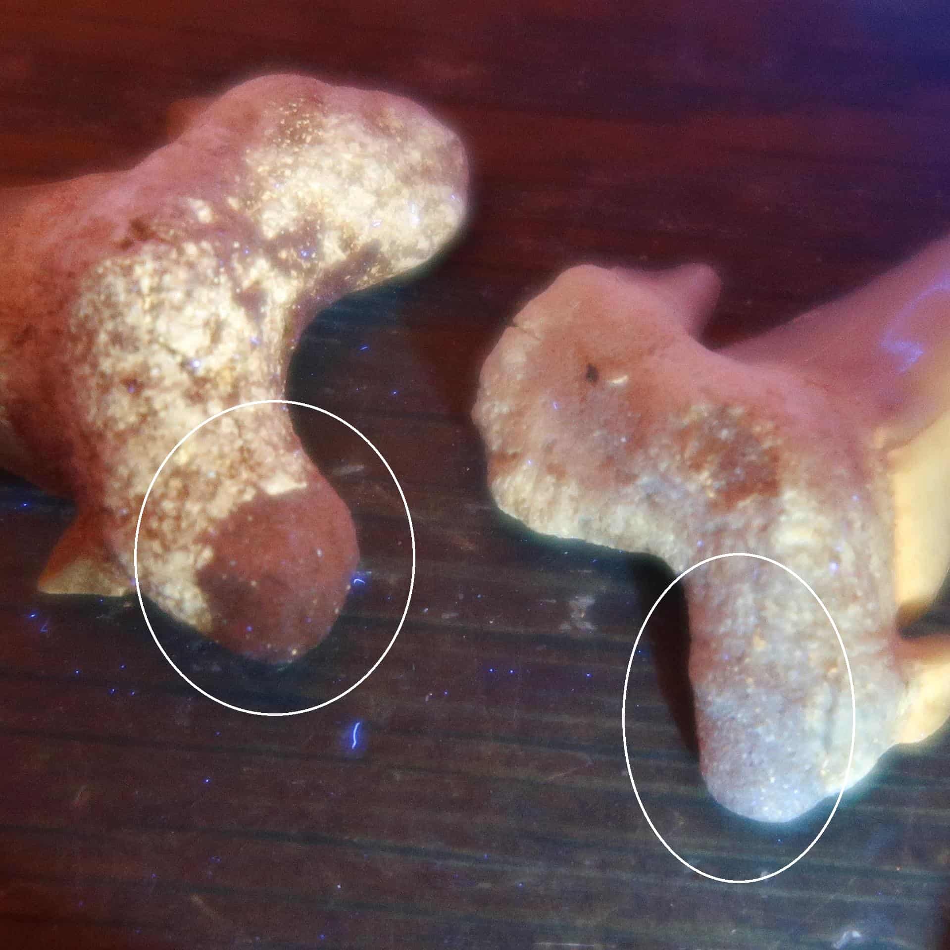 Fossil repairs: Repaired and restored sharks teeth