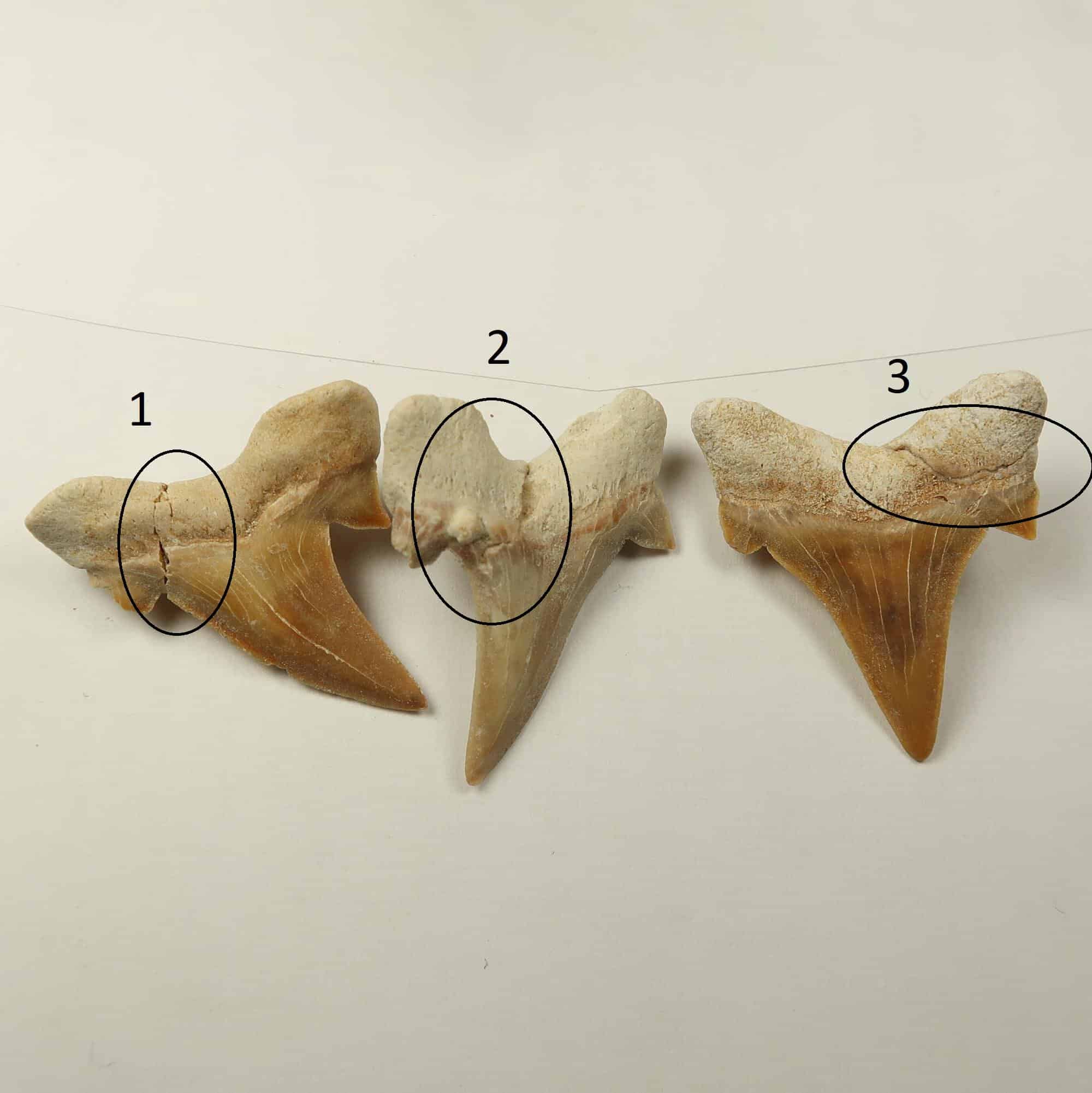 Fossil repairs: Repaired and restored sharks teeth