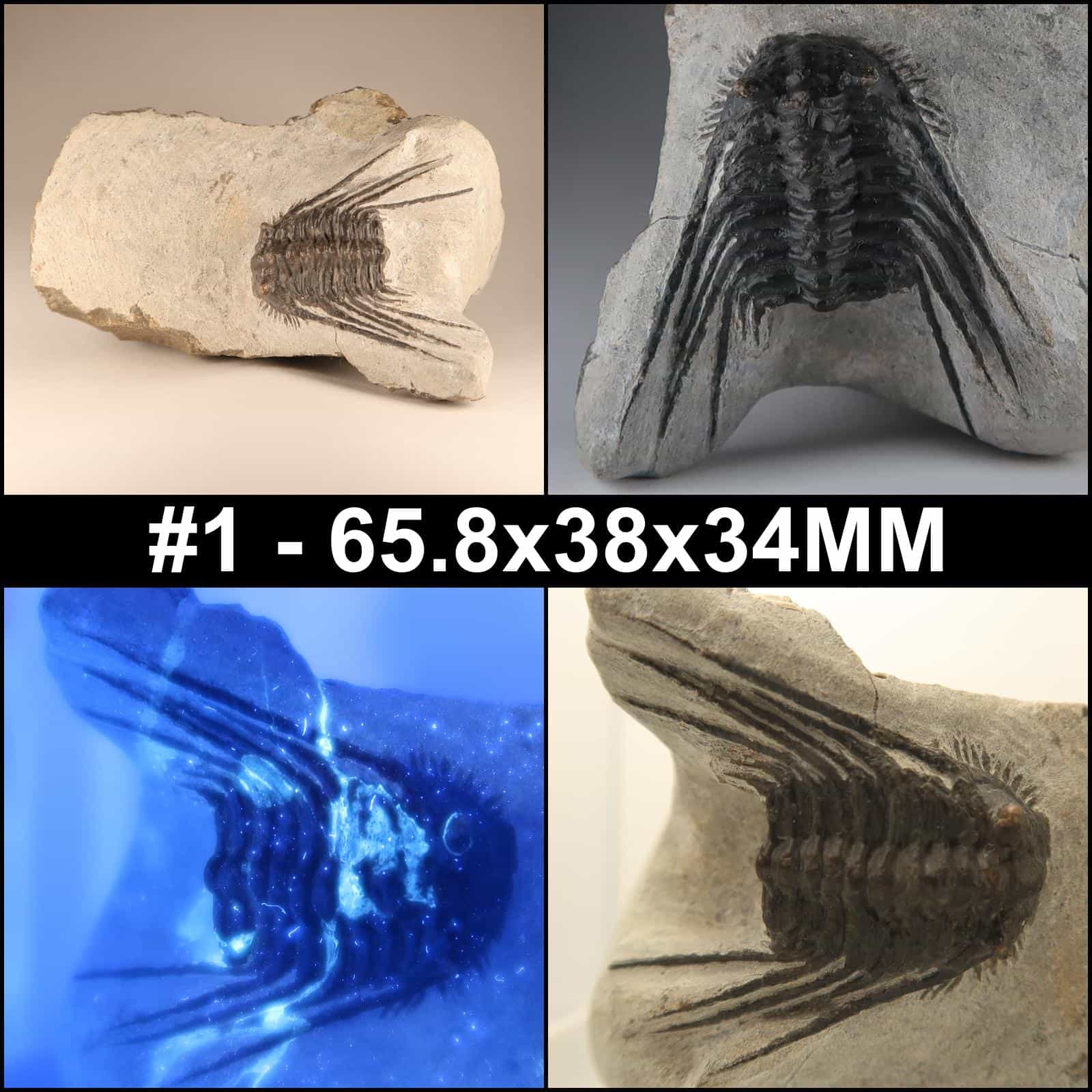 Leonaspis trilobite fossils Buy Trilobite fossils online UK