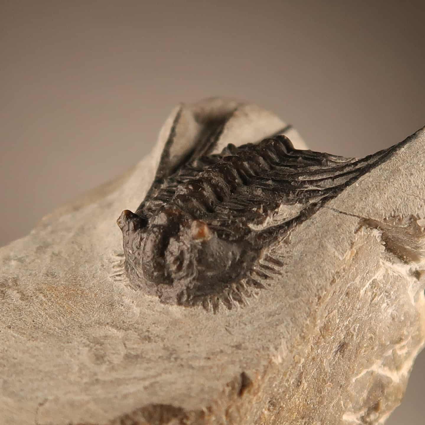 Leonaspis trilobite fossils | Buy Trilobite fossils online UK