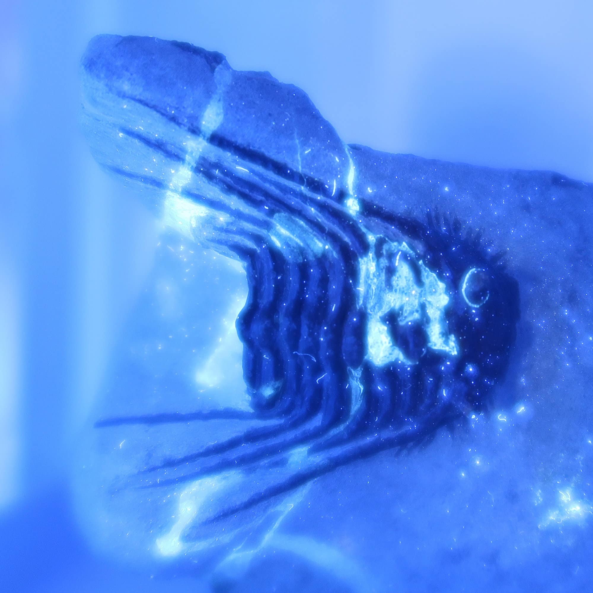 Leonaspis trilobite fossils | Buy Trilobite fossils online UK